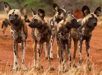 Madikwe Game Reserve